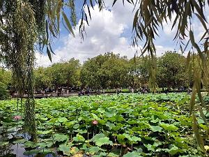 Kunming - Parc Cuihu - 59